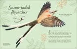 An Anthology of Exquisite Birds